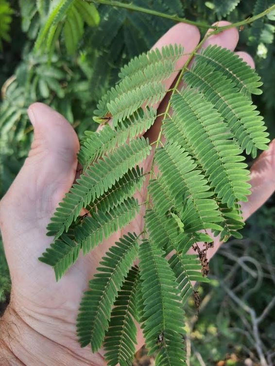 La planta del Chukum