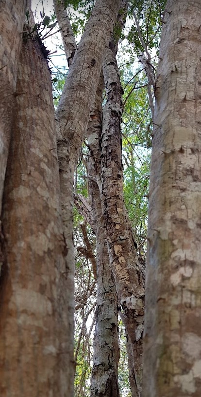 Lee más sobre el artículo Arbol de Chukum