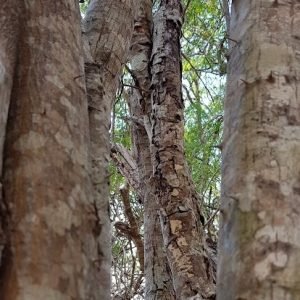 arbol3